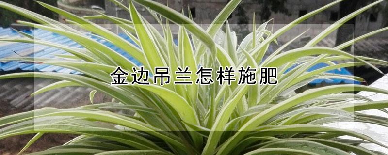 金边吊兰怎样施肥（金边吊兰怎样施肥好）