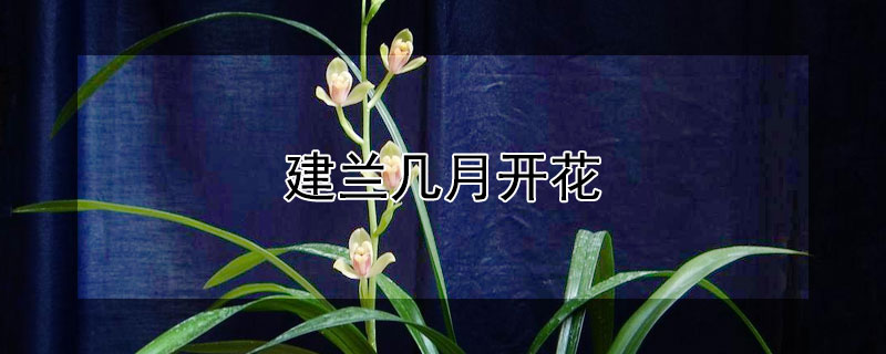 建兰几月开花（建兰几月开花如何管理）