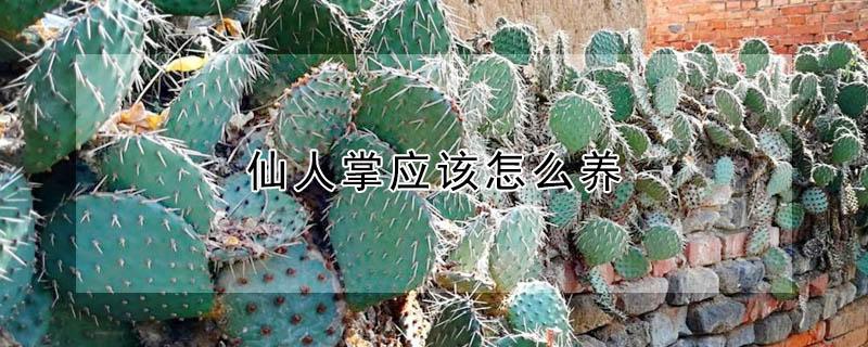仙人掌应该怎么养 仙人掌应该怎么养活
