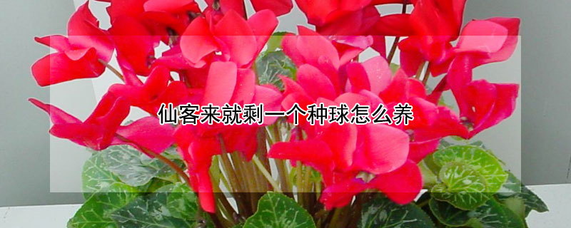 仙客来就剩一个种球怎么养 仙客来有种球吗