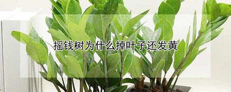 摇钱树为什么掉叶子还发黄（摇钱树为什么会掉叶子）