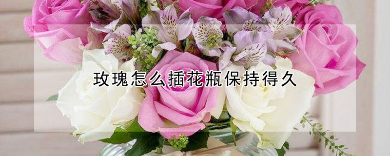 玫瑰怎么插花瓶保持得久 玫瑰怎么插花瓶保持得久一些
