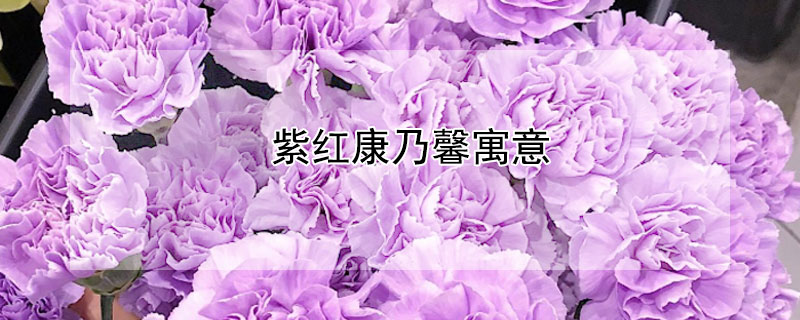 紫红康乃馨寓意（紫康乃馨什么含义）