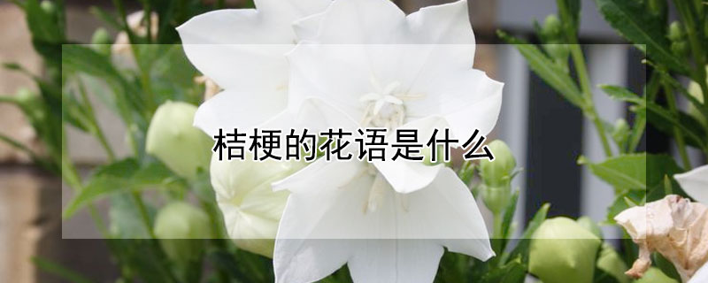 桔梗的花语是什么（向日葵加洋桔梗的花语是什么）
