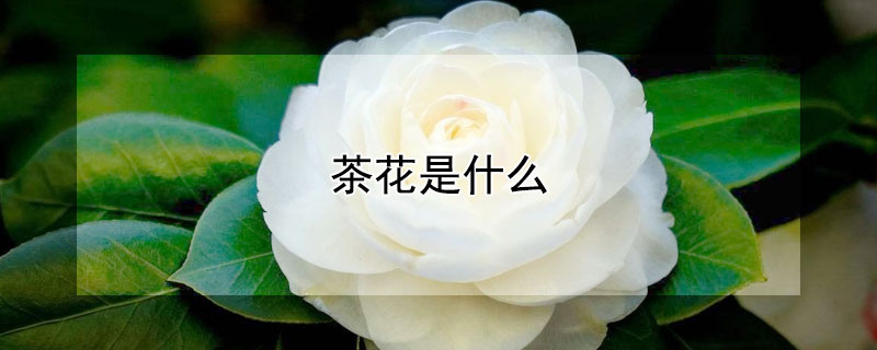 茶花是什么 茶花是什么颜色