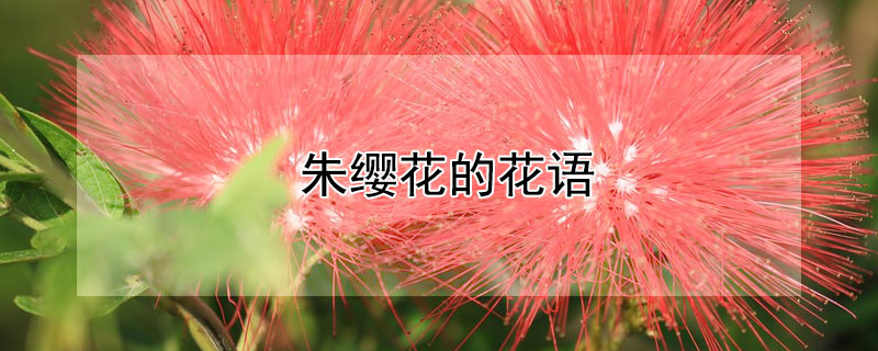 朱缨花的花语（朱缨花的花语和寓意和象征）
