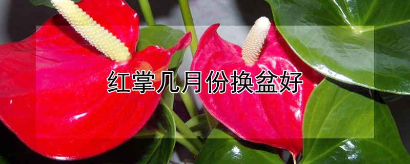 红掌几月份换盆好 红掌几月份换盆好养
