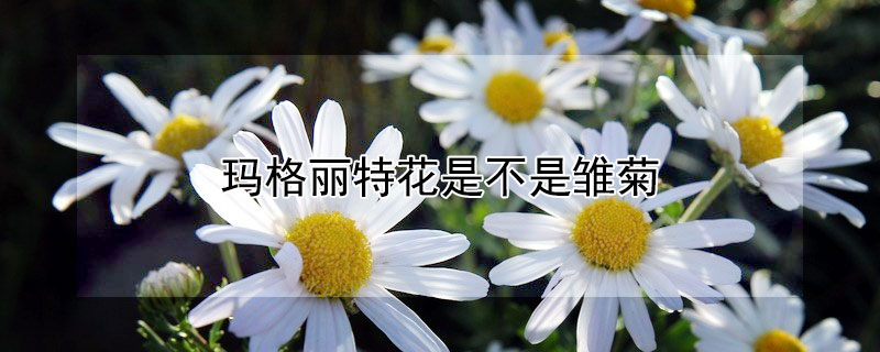 玛格丽特花是不是雏菊 玛格丽特雏菊怎么养能开花