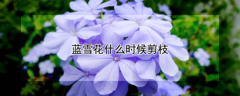 蓝雪花什么时候剪枝 蓝雪花什么时候剪枝好