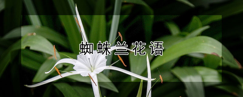 蜘蛛兰花语（蜘蛛兰的花序）