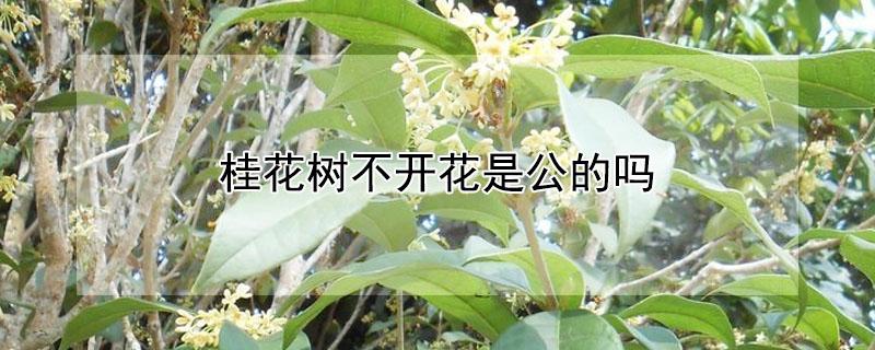 桂花树不开花是公的吗 桂花树都不开花