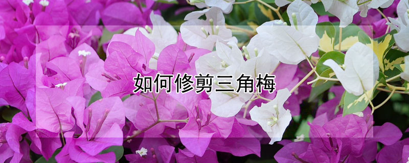 如何修剪三角梅（如何修剪三角梅枝条视频）