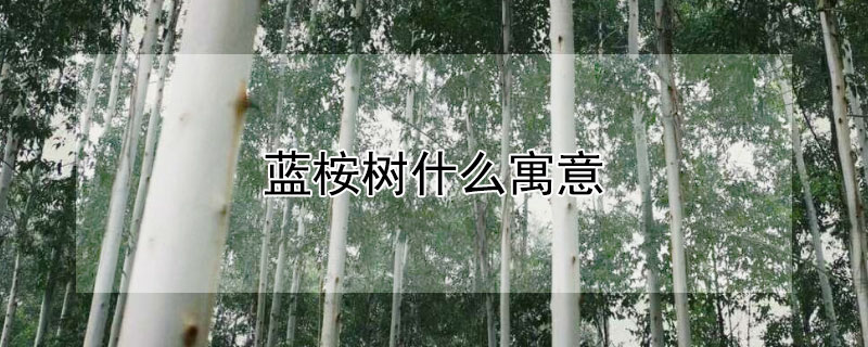蓝桉树什么寓意（蓝桉树是什么样子的）