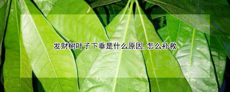 发财树叶子下垂是什么原因,怎么补救（发财树叶子下垂了怎么办）
