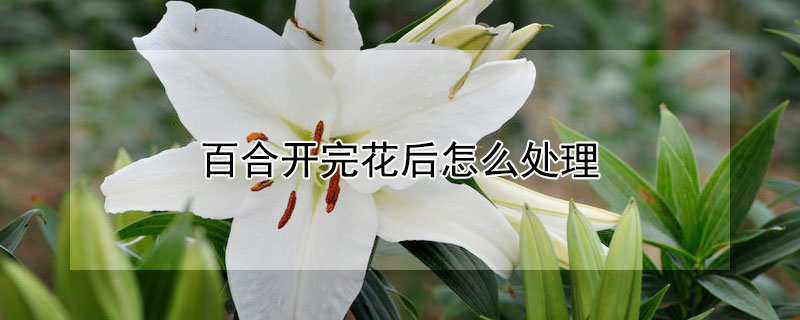 百合开完花后怎么处理（冬天百合开完花后怎么处理）