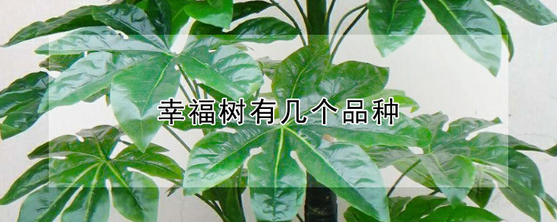 幸福树有几个品种 幸福树有几个品种怎么区分图片