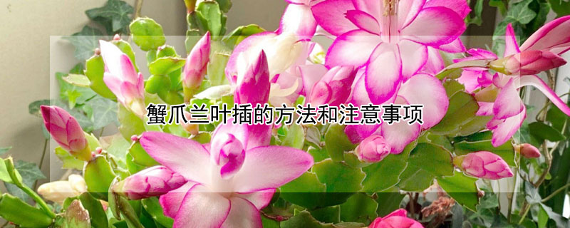 蟹爪兰叶插的方法和注意事项 蟹爪兰叶插多久开花