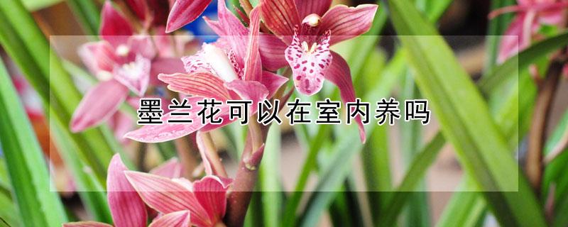 墨兰花可以在室内养吗 墨兰花可以在室内养吗冬天
