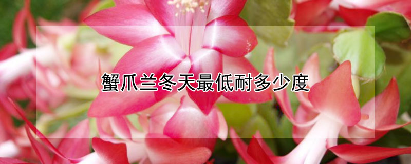 蟹爪兰冬天最低耐多少度（蟹爪兰可以在室外过冬吗）