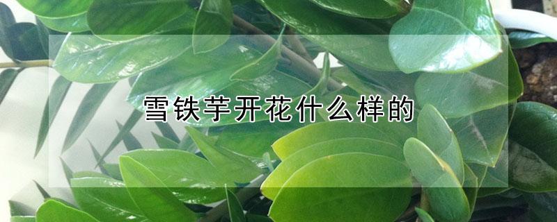 雪铁芋开花什么样的 雪铁芋花图片