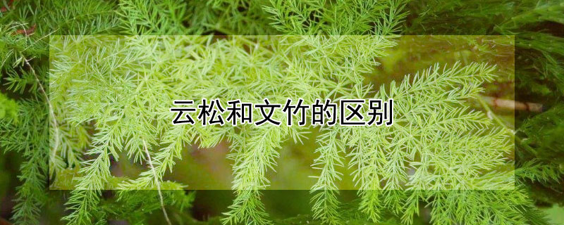 云松和文竹的区别（文竹和云松是一种植物吗）