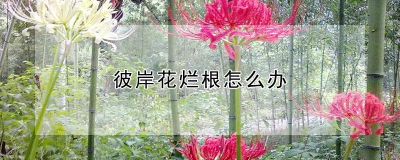 彼岸花烂根怎么办（彼岸花根断了怎样才能养活）