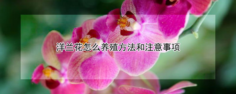 洋兰花怎么养殖方法和注意事项（紫色洋兰怎么养）