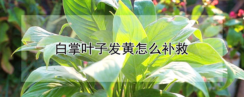 白掌叶子发黄怎么补救 红掌叶子发黄干枯怎么补救