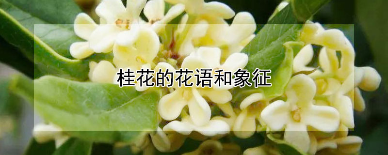 桂花的花语和象征 桂花的花语和象征,品质