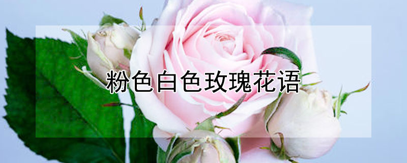 粉色白色玫瑰花语（粉色白色玫瑰花语是什么）