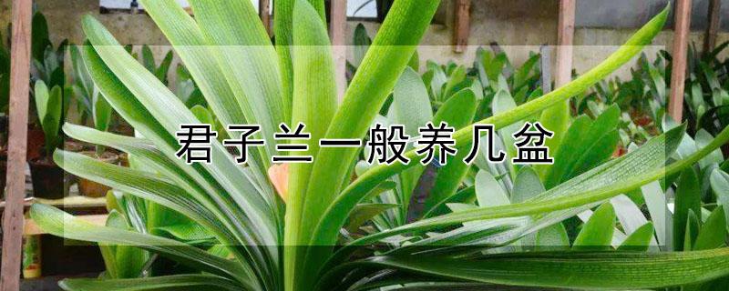 君子兰一般养几盆（君子兰一般养几盆最好）