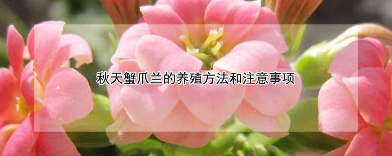 秋天蟹爪兰的养殖方法和注意事项 蟹爪兰叶子发蔫变软怎样补救