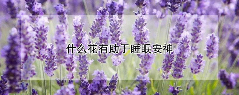 什么花有助于睡眠安神（什么花有助于睡眠安神醒脑）
