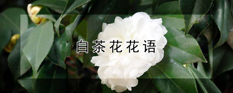 白茶花花语（白茶花花语及传说）