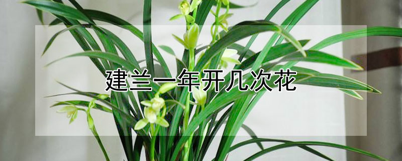 建兰一年开几次花 建兰一年开几次花?分别在几月开?