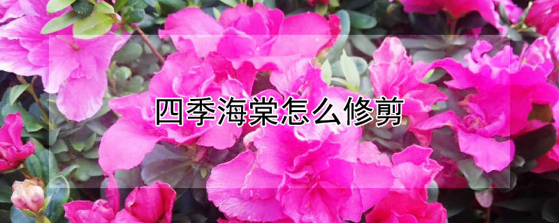 四季海棠怎么修剪（四季海棠怎么修剪才能开花）