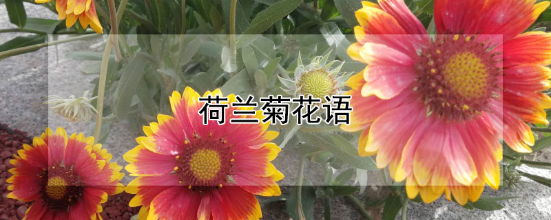 荷兰菊花语（荷兰菊花语是善意的慌言吗）