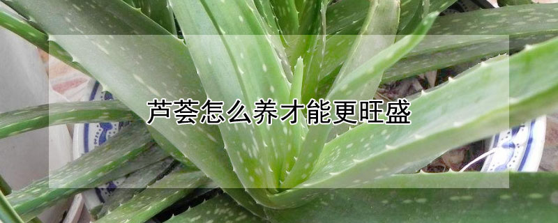 芦荟怎么养才能更旺盛 芦荟怎么养才能又大又肥