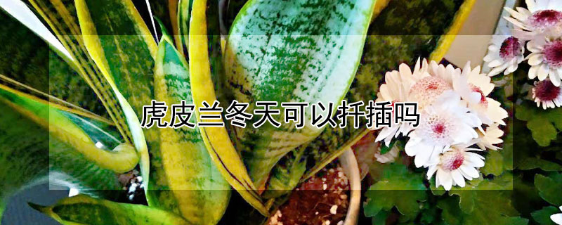 虎皮兰冬天可以扦插吗 虎皮兰冬天可以扦插吗图片