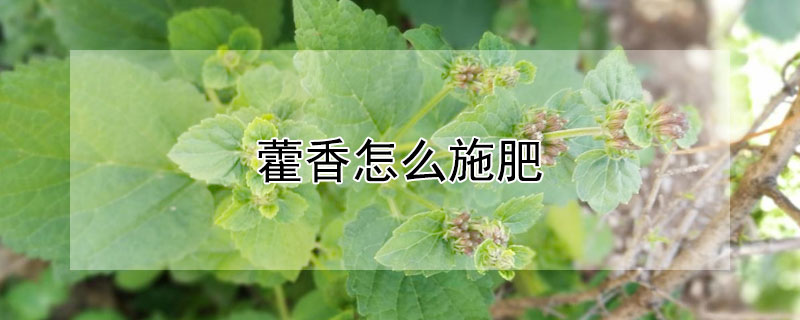 藿香怎么施肥（藿香施肥方法）
