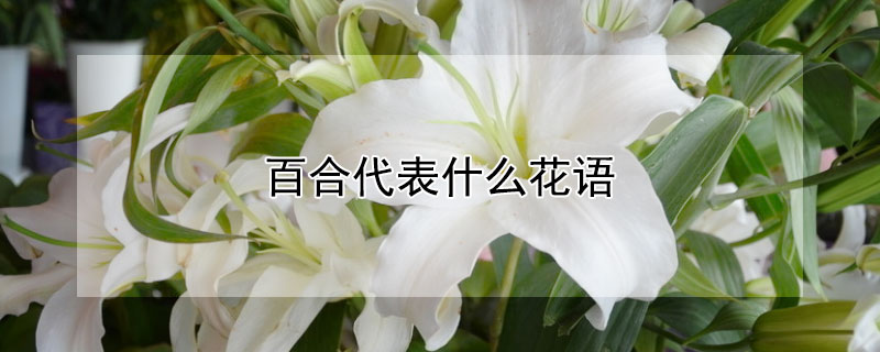 百合代表什么花语 百合代表什么花语?