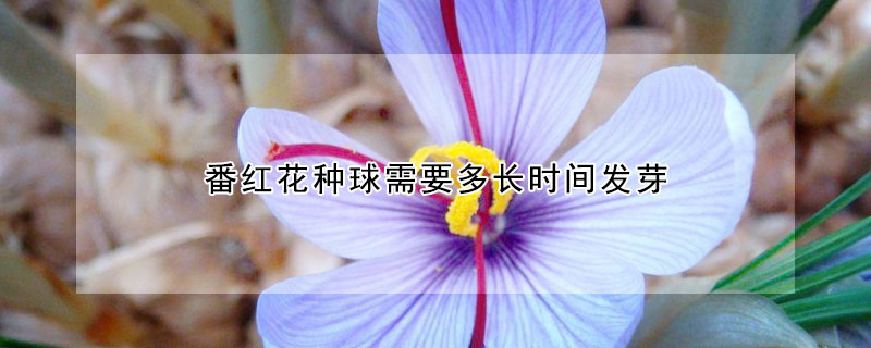 番红花种球需要多长时间发芽（番红花种球多久发芽）