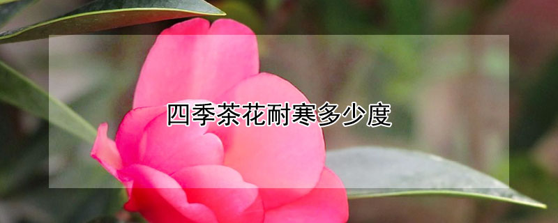 四季茶花耐寒多少度 四季茶花耐寒多少度最好
