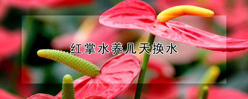 红掌水养几天换水（红掌水养几天换水一次）
