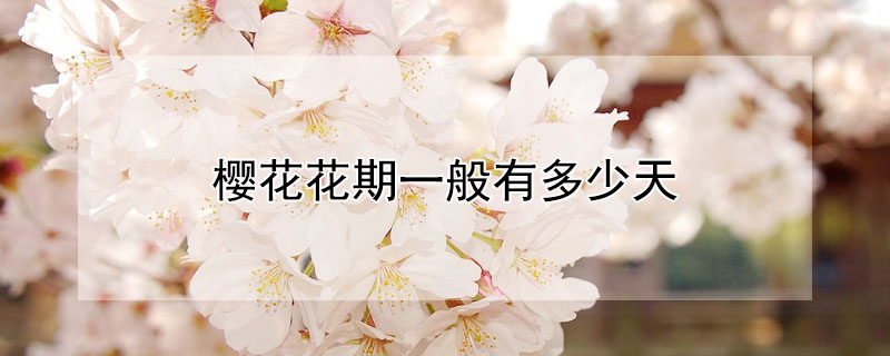 樱花花期一般有多少天 樱花花期一般有多少天第二人生
