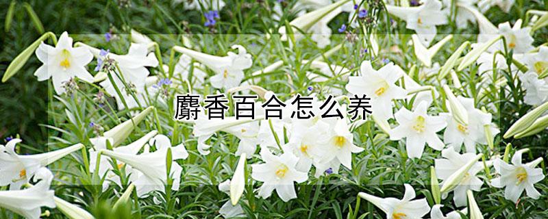 麝香百合怎么养 麝香百合怎么养久一点