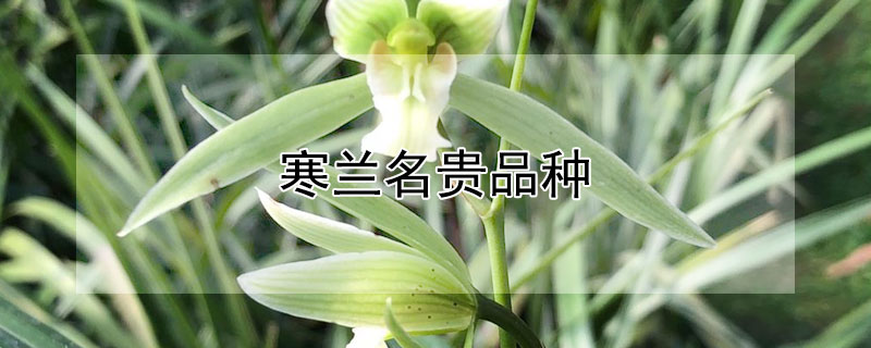 寒兰名贵品种 寒兰名贵品种多少钱一株