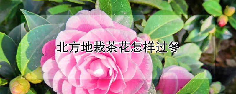 北方地栽茶花怎样过冬 茶花哪个品种最耐寒