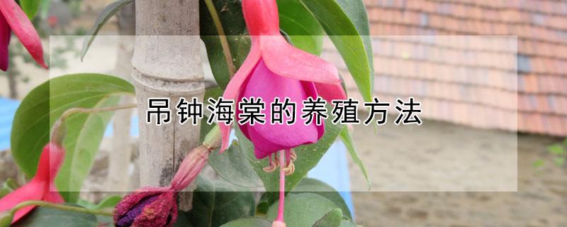吊钟海棠的养殖方法 吊钟海棠的种植方法和注意事项