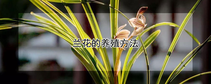 兰花的养殖方法 兰花的养殖方法和浇水